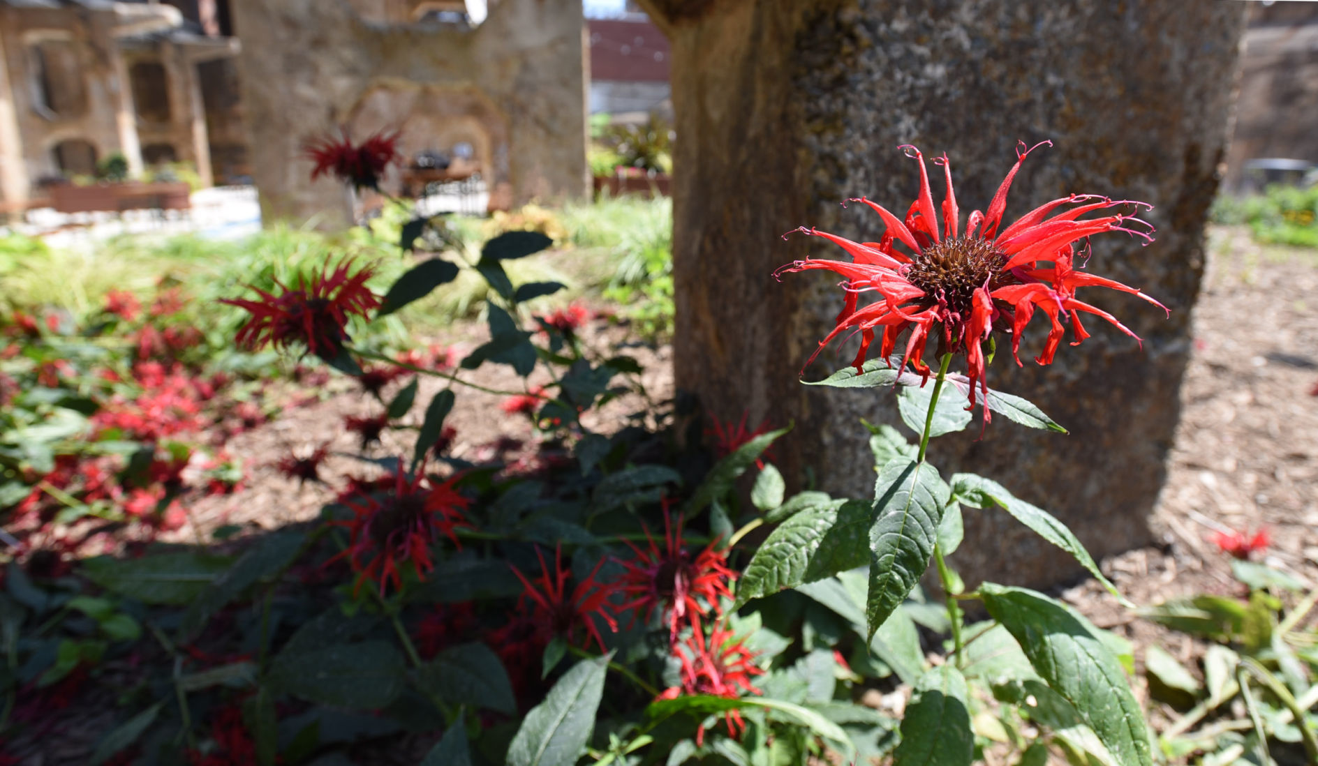 Bailey Power Plant garden